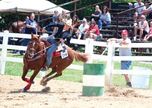 horse2372